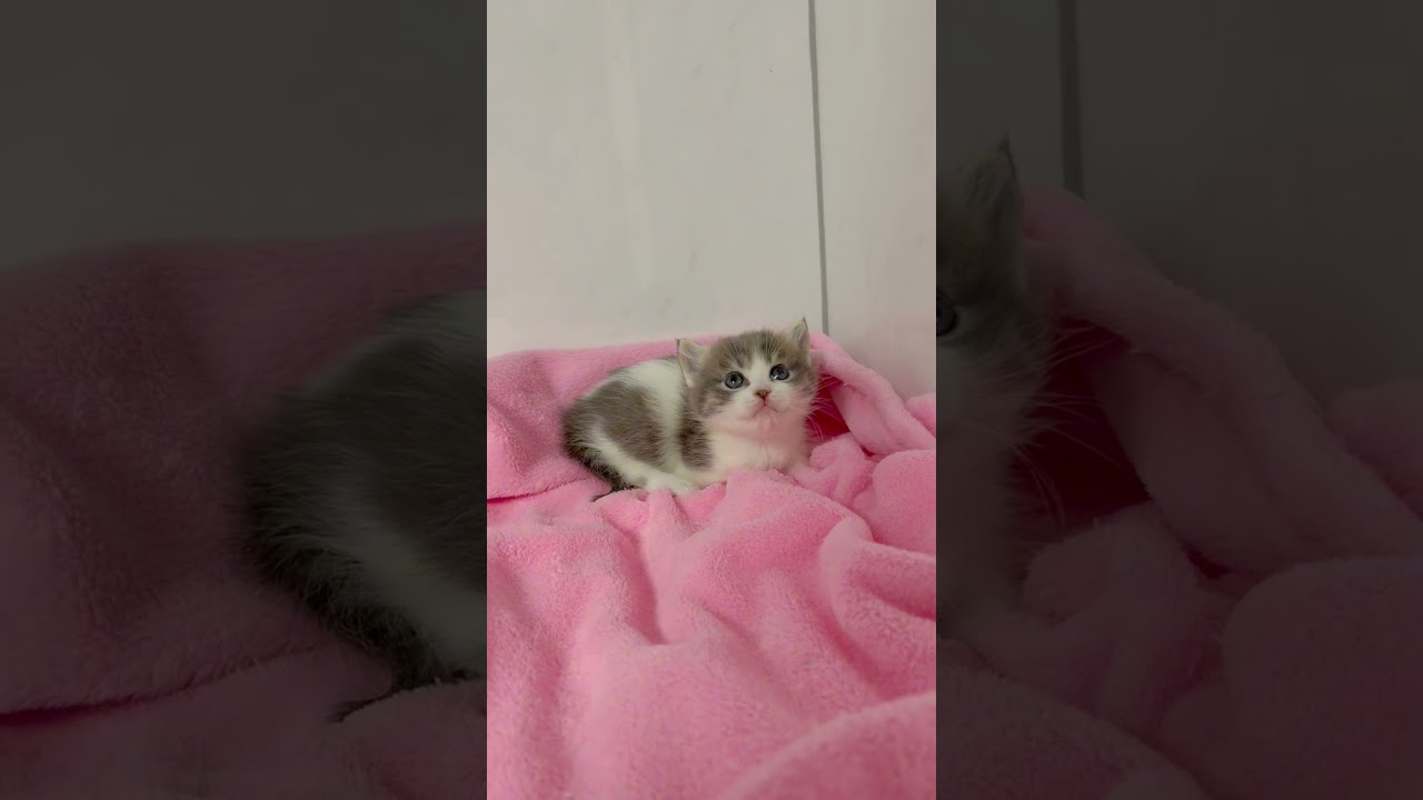 マンチカン短足男の子🩷 【お問合せ詳細は説明欄に記載あります】 #スクーカム #ブリーダー直販 #マンチカン #ミヌエット #ラパーマ #子猫 #子猫販売 #猫 #猫のいる暮らし #猫動画