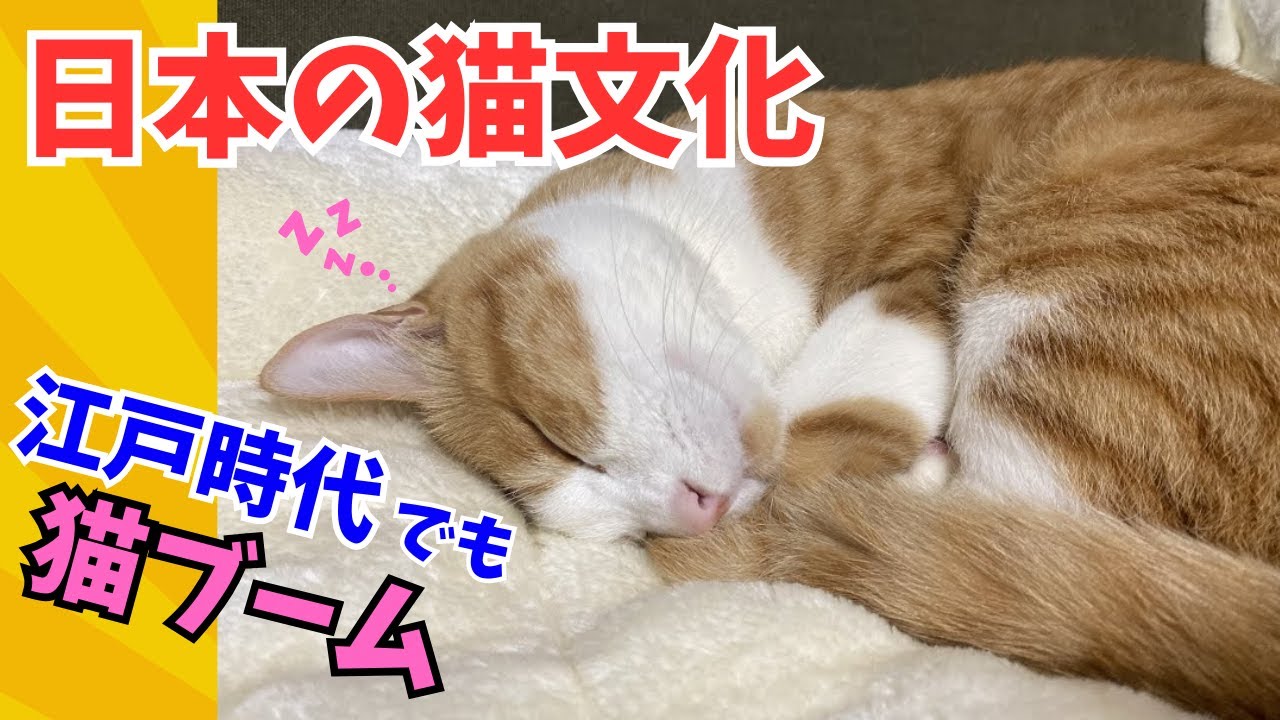 【猫】日本の猫文化：招き猫の起源と江戸時代の猫ブーム