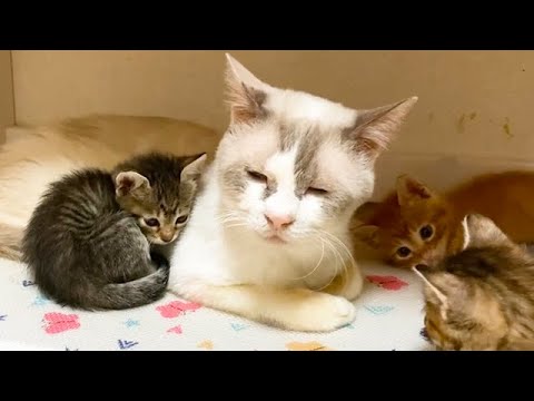 子猫の親代わりをする保護猫の優しさ