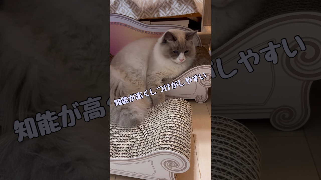 サイベリアンの特徴 #shorts #猫動画 #サイベリアン #cat #まな猫