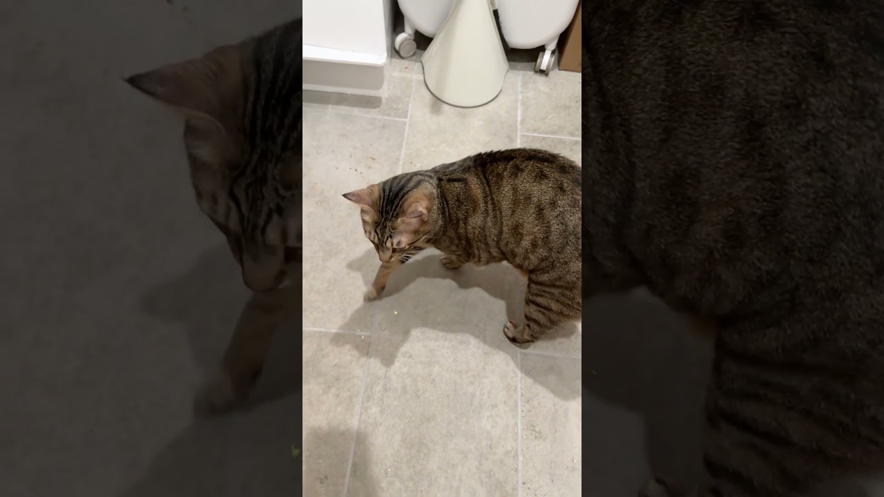 お腹の肉を揺らしながら飼い主をお出迎えする猫 〜1日目〜 #cat #猫のいる暮らし #ねこ #猫のいる生活 #cat #保護猫 #shorts