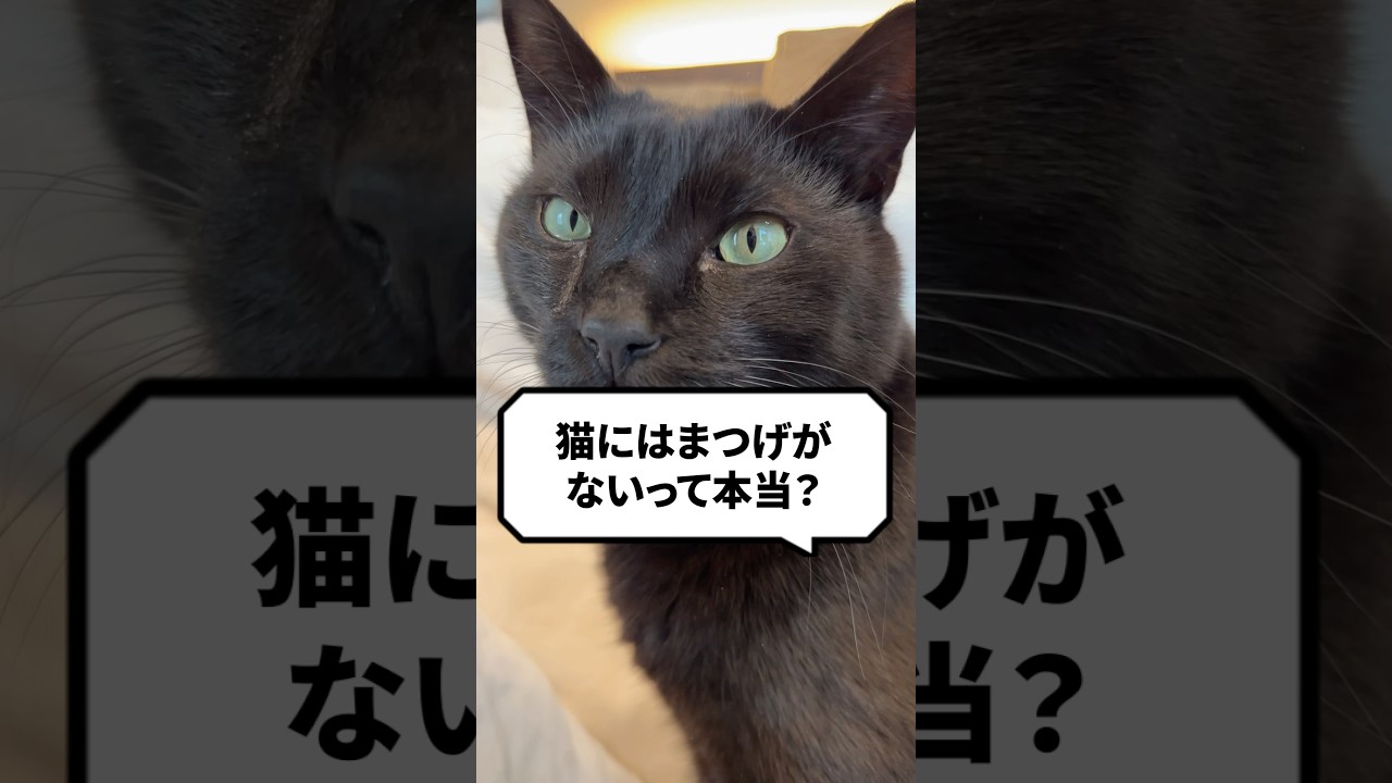 Q：猫にはまつげがないって本当？ #猫 #猫のいる暮らし #ねこ