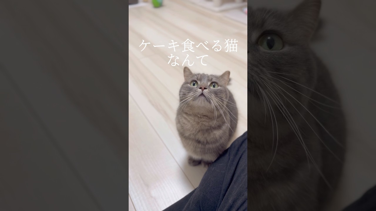 ケーキ食べる猫なんて...いる？#shorts #猫 #マンチカン