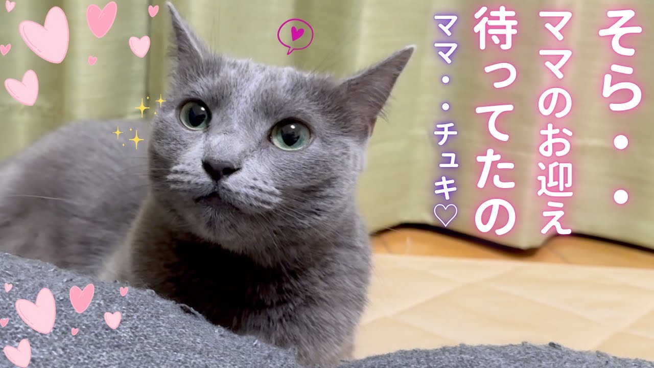【猫ロシアンブルー】いじけちゃった そらちゃん の機嫌を直す方法❤️