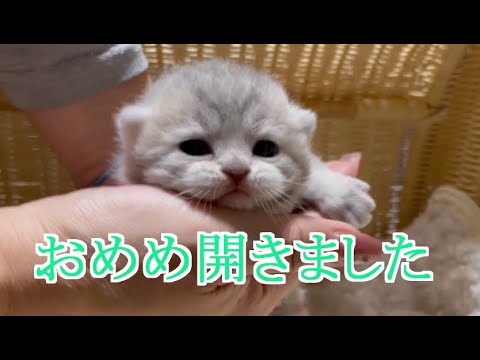 ブリティッシュショートヘアー　５つ子ちゃん