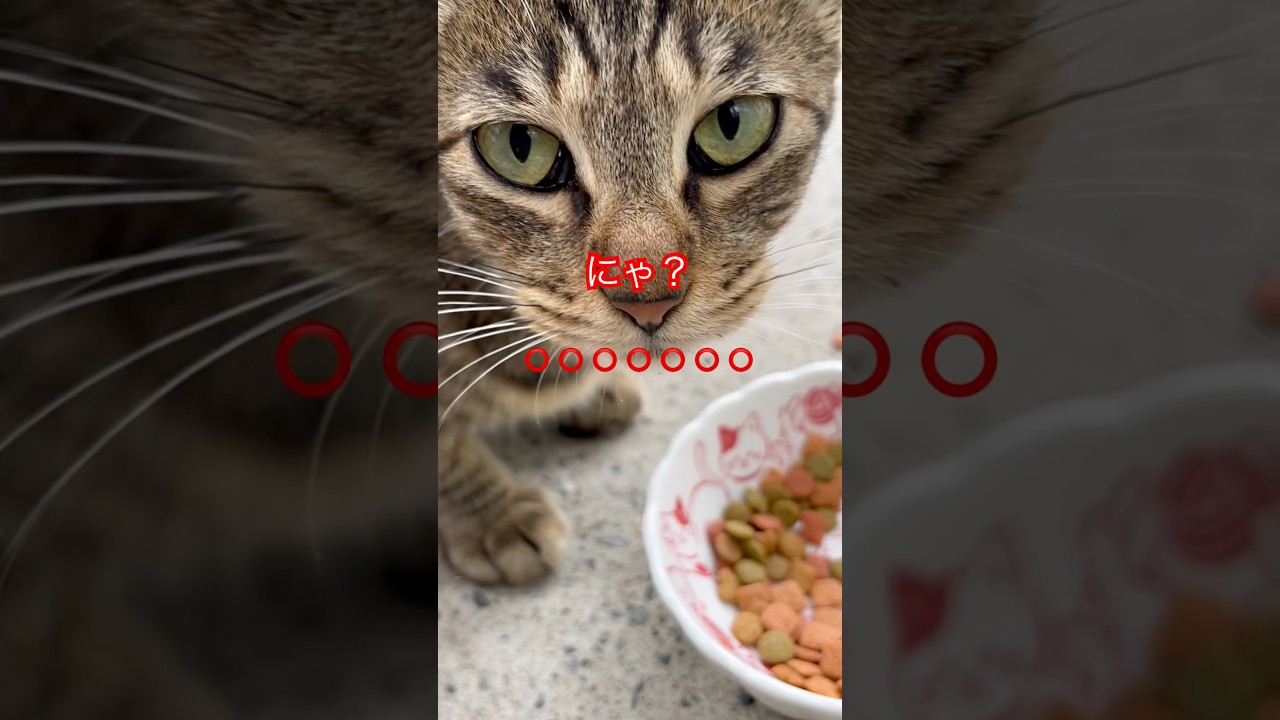 美味しいにゃ😋#cat#japan#日本#ねこ@@猫動画#猫#おもしろ#ショート#zoo#ごはん#癒し#