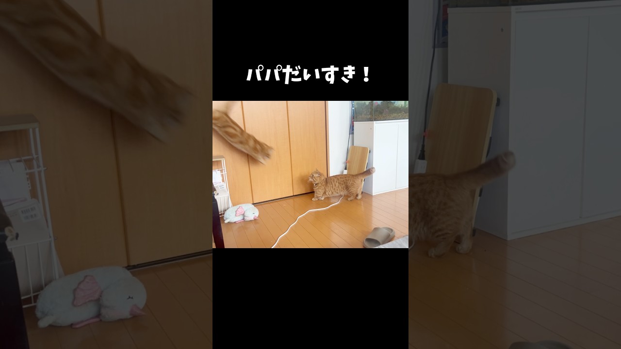 フライングボディだいすき！ #猫 #マンチカン #shorts