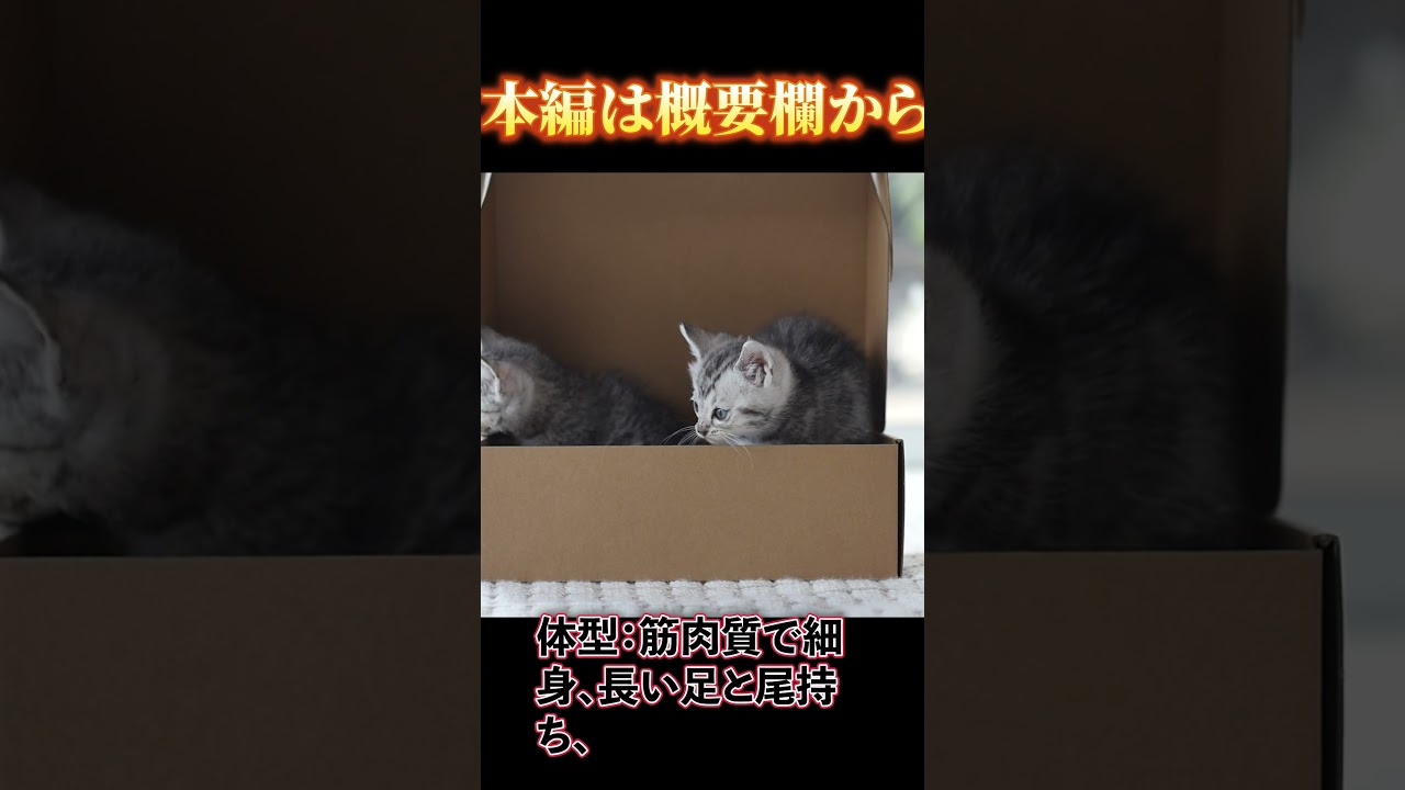 【本編は概要欄から】シャムの魅力を徹底解説！優雅で賢い猫の特徴」_#世界の犬猫動物CH_#shorts