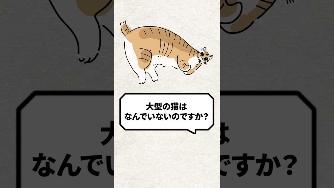 Q：大型の猫ってなんでいないの？ #猫 #猫好きさんと繋がりたい #ねこ