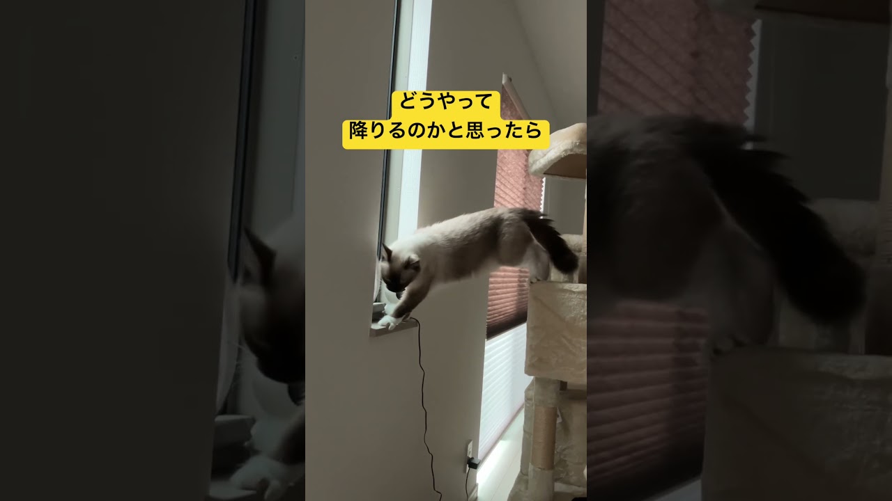 そうやって降りるのね笑 #ragdolls #cats #shorts #ラグドール #猫のいる暮らし #ショート