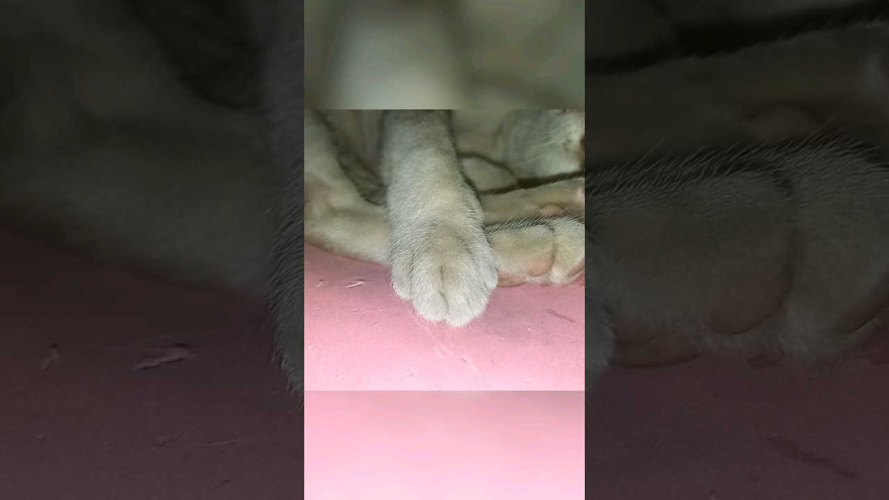 kucing manx tidur lucu