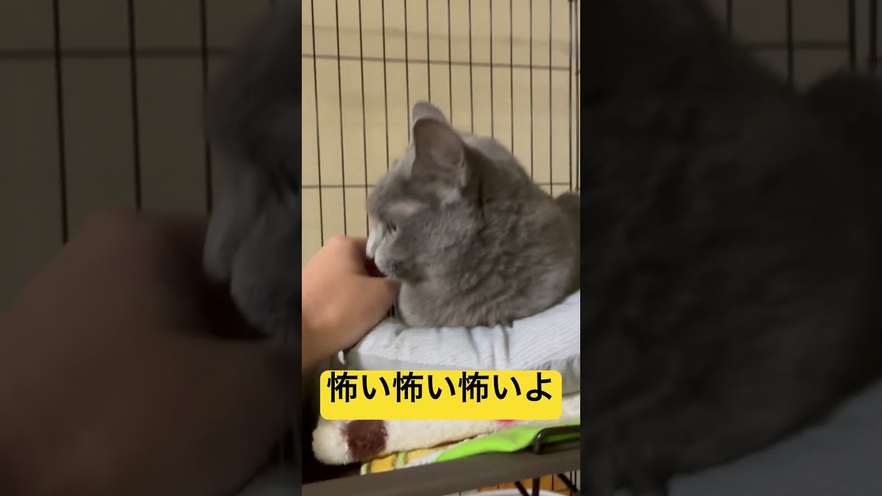 【猫ロシアンブルー】そらちゃん の「くぅ〜ん😾💢」を聞いてください（笑）#shorts