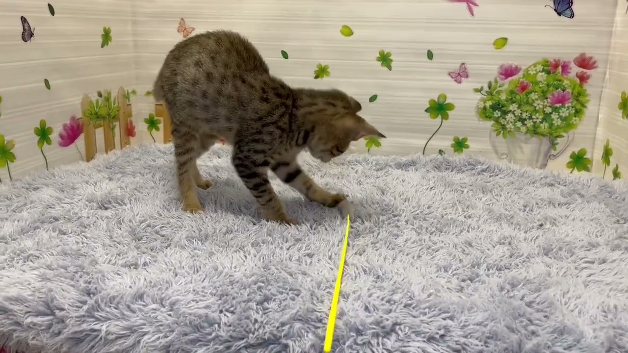 Coo&RIKU　No00678563　エジプシャンマウ