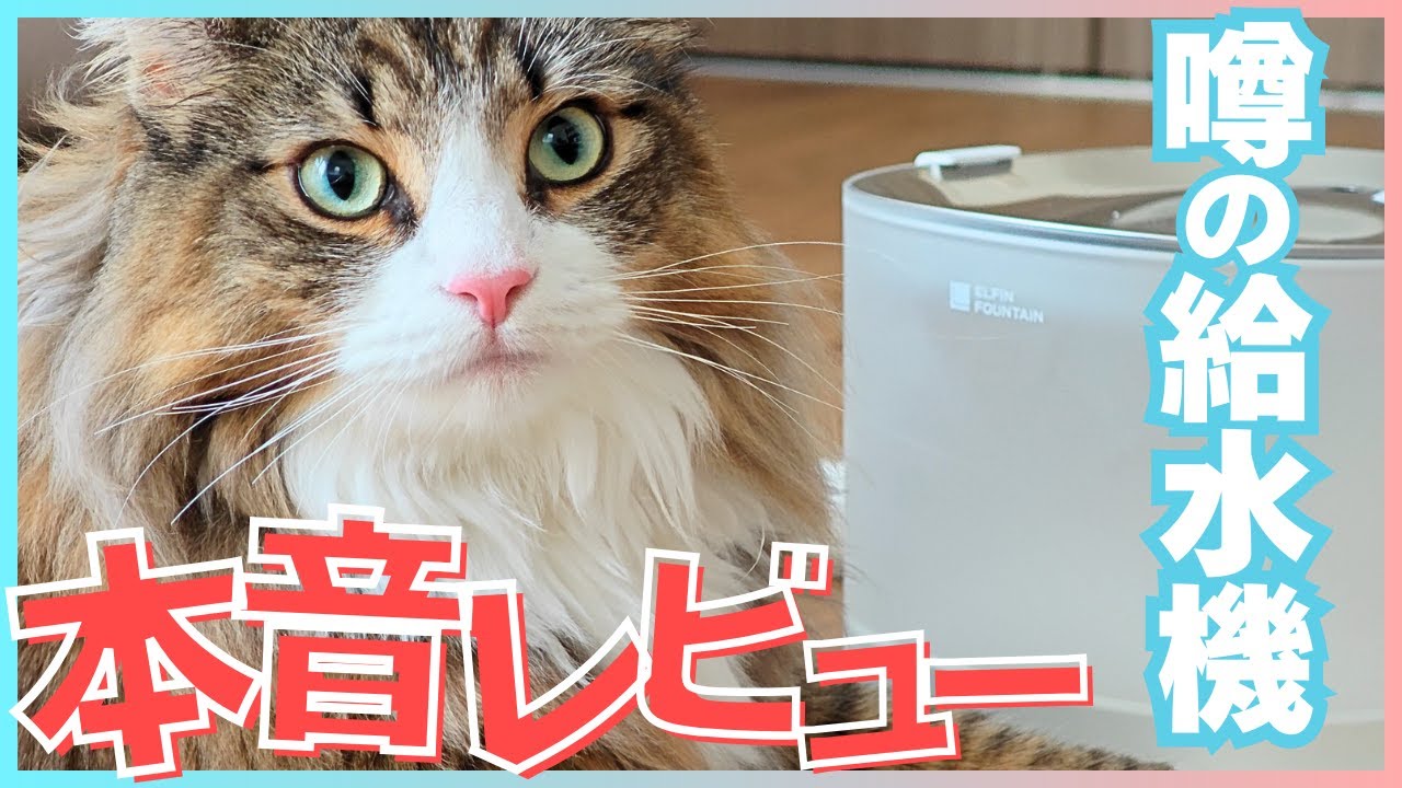 話題の給水機「エルフィン給水機」をレビューします【ノルウェージャンフォレストキャット】