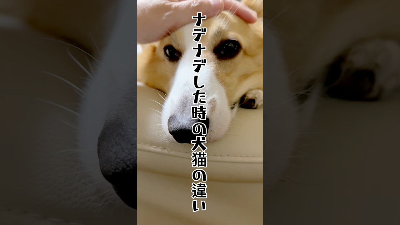 【犬猫の違い!ナデナデ編】#いぬ#いぬのいる生活 #ねこ #猫のいる暮らし #コーギー #ラグドール#shorts