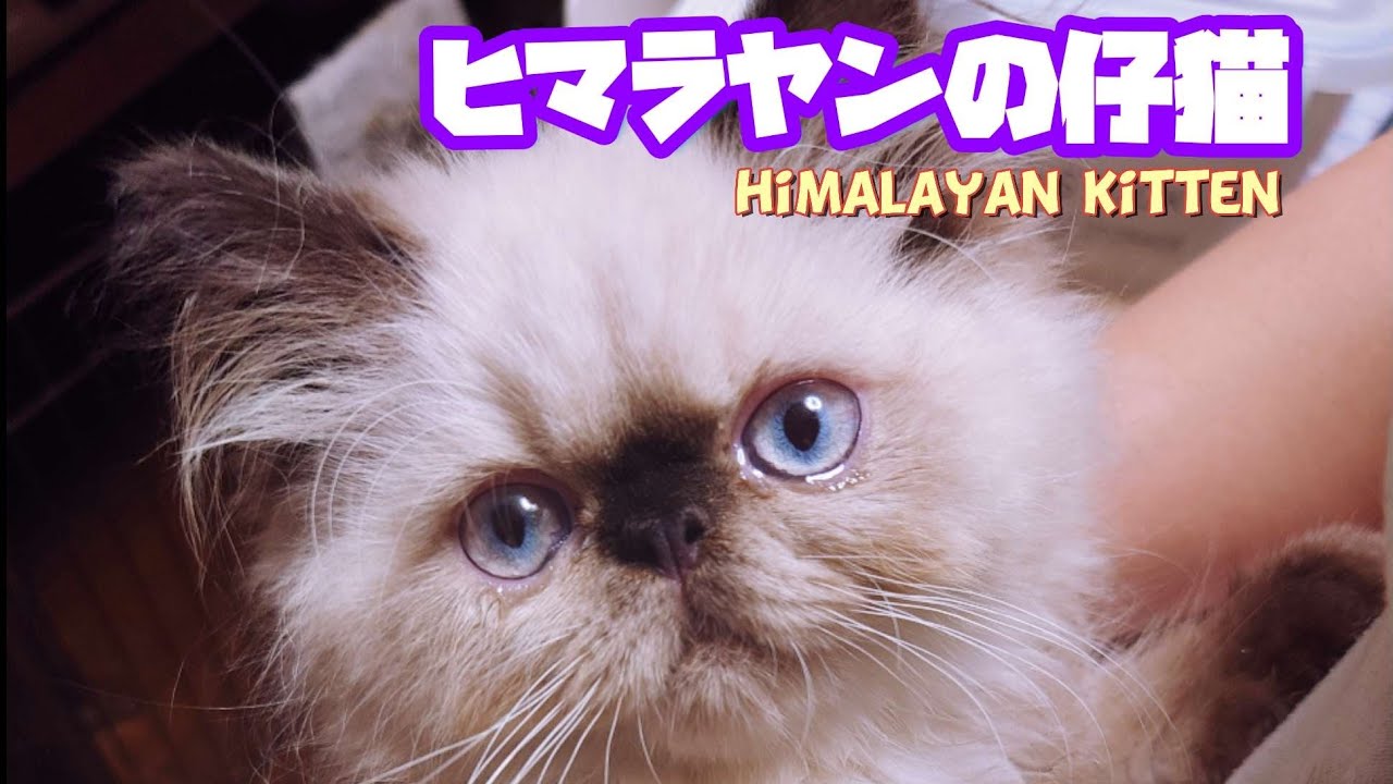 少しだけ具合の悪いヒマラヤンの子猫をお迎えいたしました Himalayan kitten joins the family