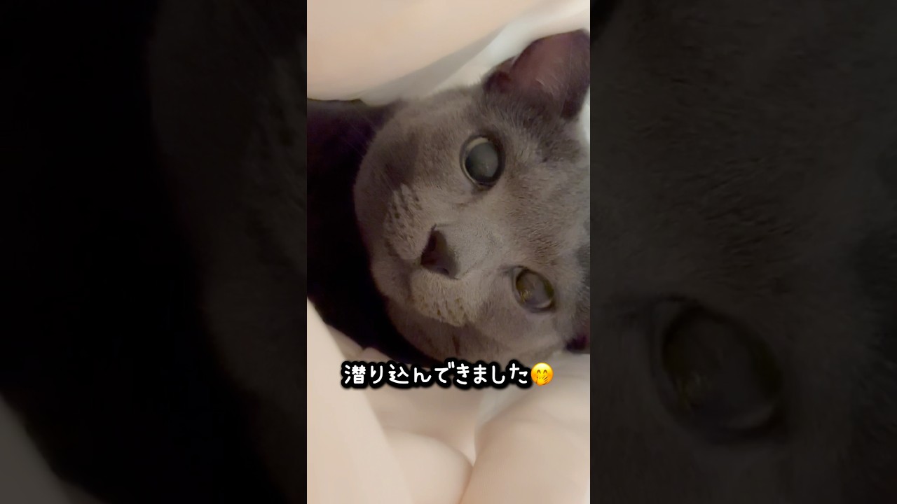 【ロシアンブルー】昨夜のめろん〜私の布団の中🥰【ロシアンブルー】#shorts