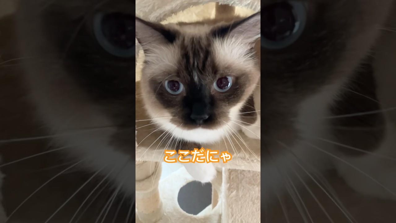 もふもふ過ぎるたぬきみたいな猫 #ragdolls #cats #shorts #ラグドール #猫のいる暮らし #ショート