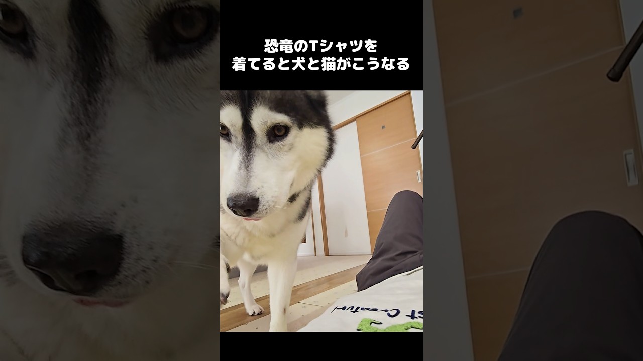 恐竜のTシャツを着てると犬と猫がブチ切れてこうなります...笑#shorts