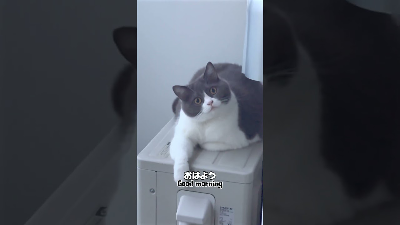 【日本一美猫の日常ʚ👼ɞ】朝ver.そこにおったんか！？#おはよう #挨拶 #猫 #かわいい #ブリティッシュショートヘアー #cat #cutecat #kittycatvideosfunny