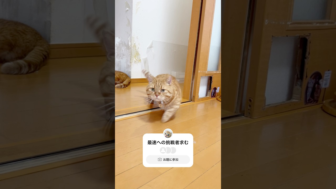 呼ばれたら猫界最速で駆けつける猫 #猫 #マンチカン #shorts