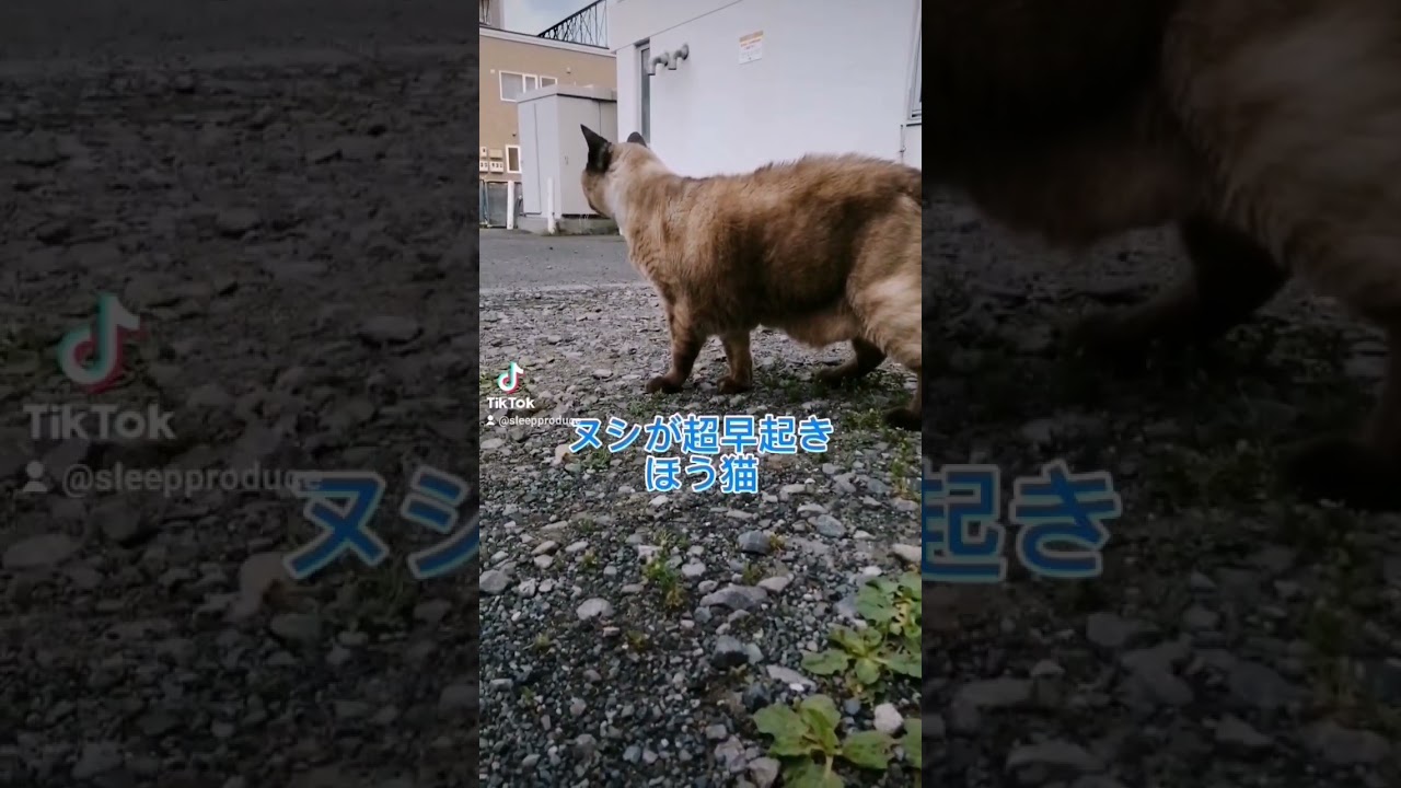 シャム15歳#shorts #cat #猫#猫のいる暮らし #シャム#朝散歩