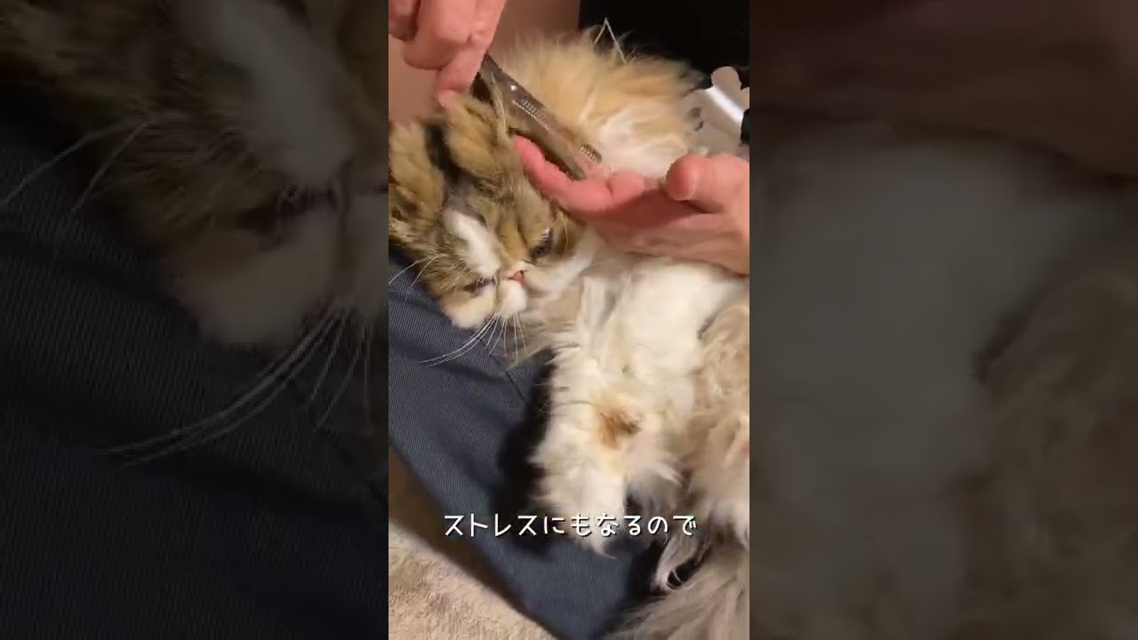 【ペルシャ猫】まだまだチョキチョキしていきます🫤✂️ #shorts