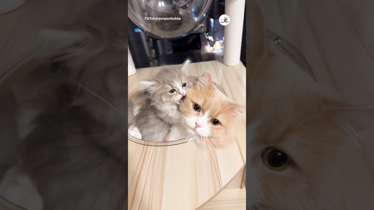 教育は難しい💦｜PECO #子猫 #ミヌエット #マンチカン #子猫のいる生活 #kitten #minuet #munchkin #kittenlife #rescuedkitten