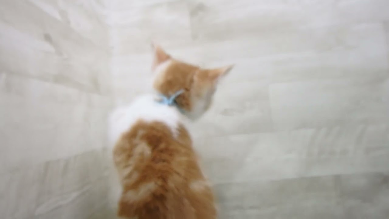 Coo&RIKU　No00691755 アメリカンカール