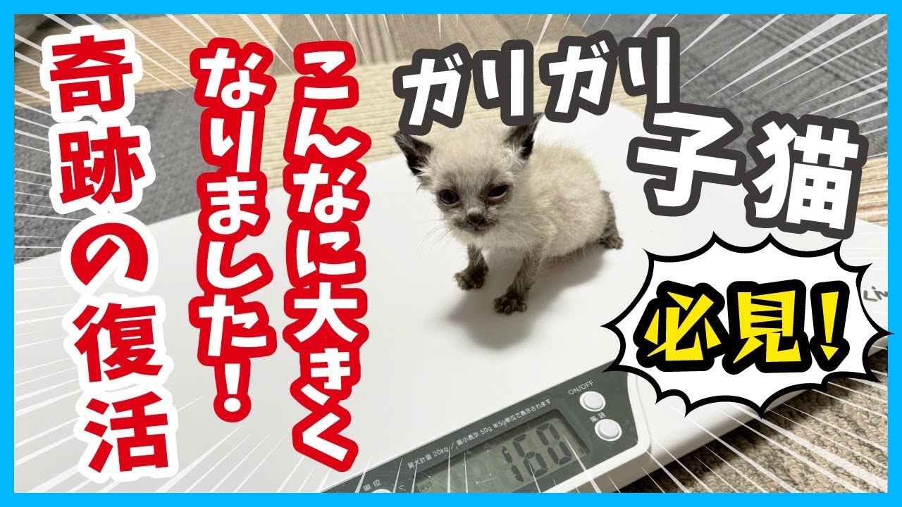 【ガリガリ瀕死からの奇跡】保護した子猫の小さな命が繋がり羽ばたくまで。