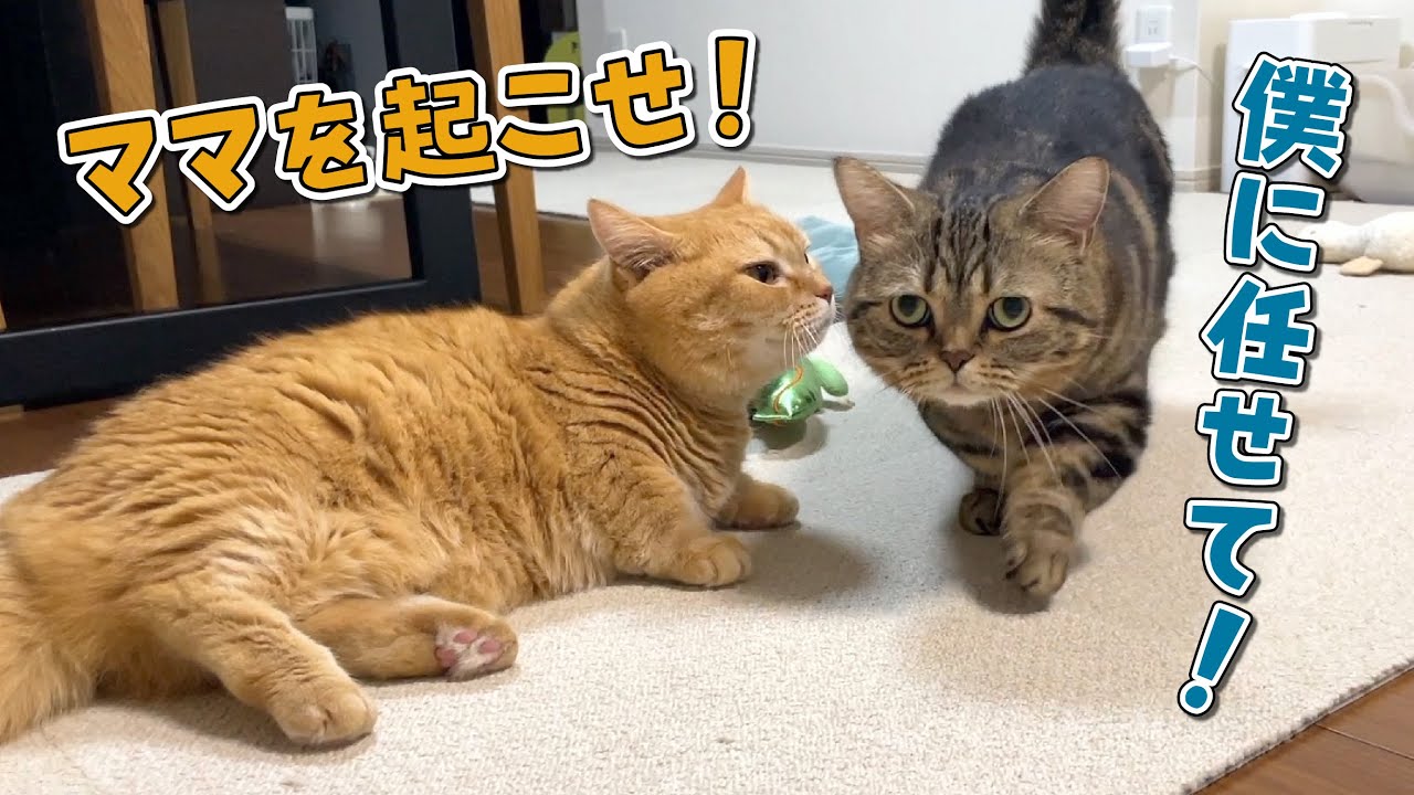 ママのことを交代で起こしに来る兄弟猫が可愛すぎた！