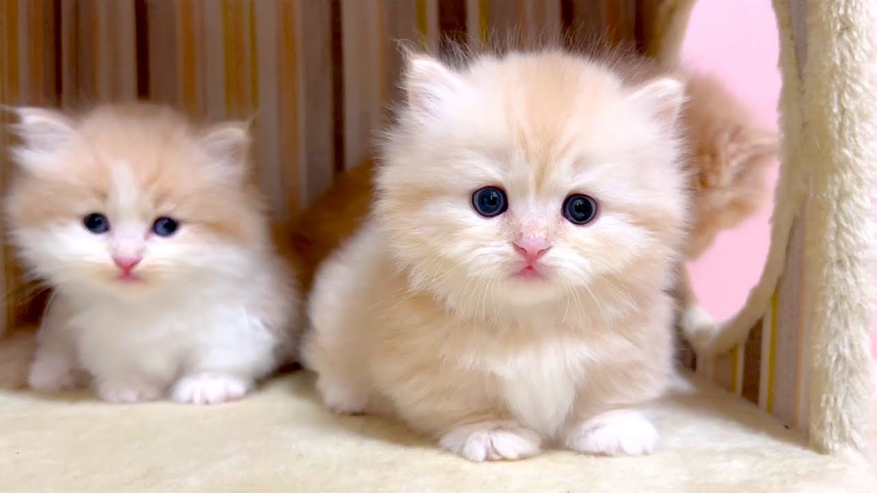 【マンチカンの子猫】すごく残念な日でも子猫達は癒しです！な件 ～猫のいる生活Vol.1022～出産動画 マンチカン短足・ミヌエット・ペルシャ猫専門ブリーダー『ペット蔵人』【子猫の成長記録】