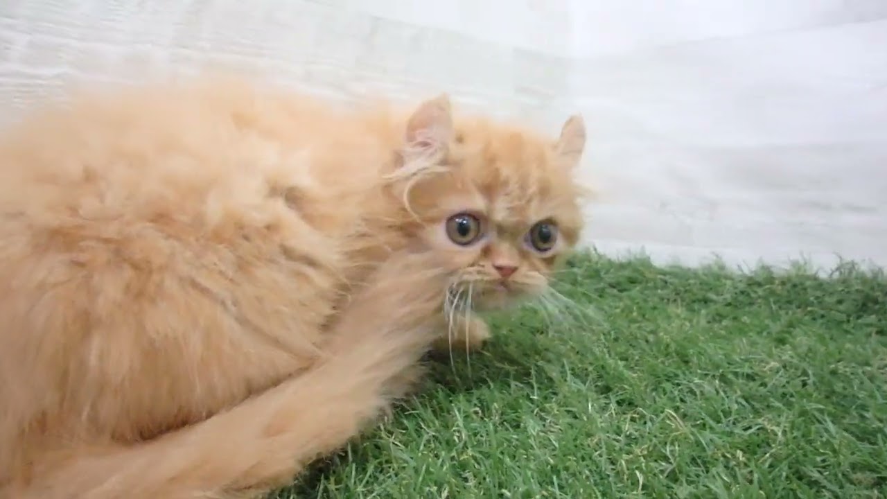 Coo&RIKU　No00690763 アメリカンカール