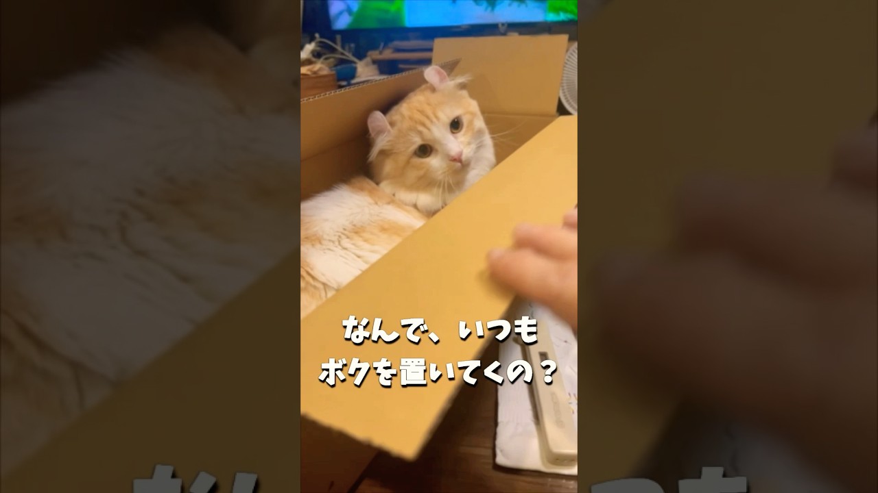 【キンカロー】置いてけぼり箱入り毛玉【マンチカール】