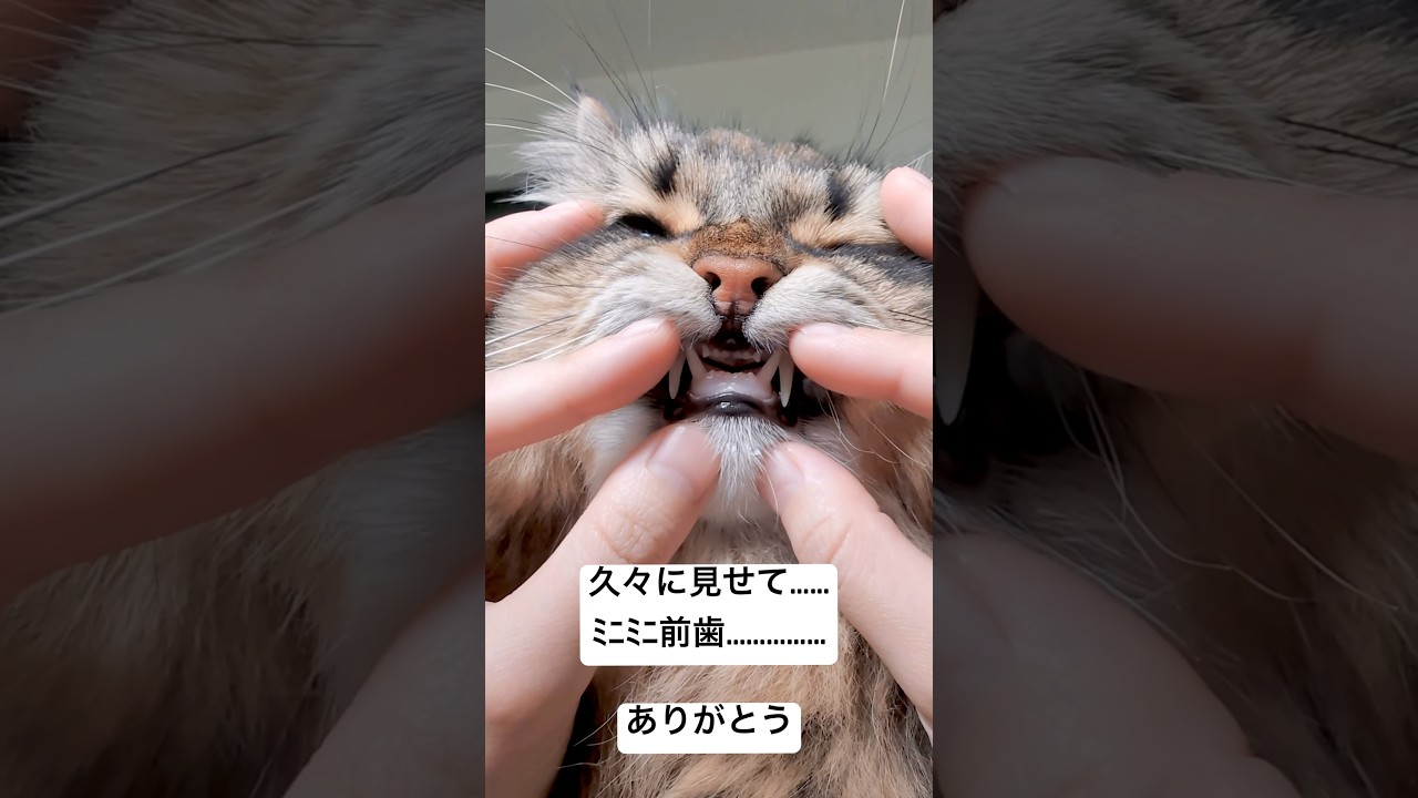 見せてくれてありがとう #猫 #サイベリアン #ﾐﾆﾐﾆ前歯