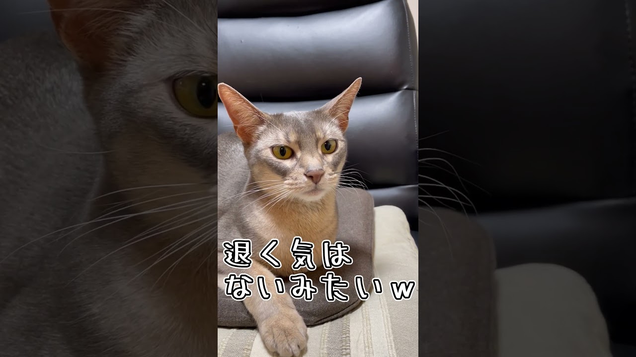 アビシニアンとは その17 #shorts #猫 #アビシニアン