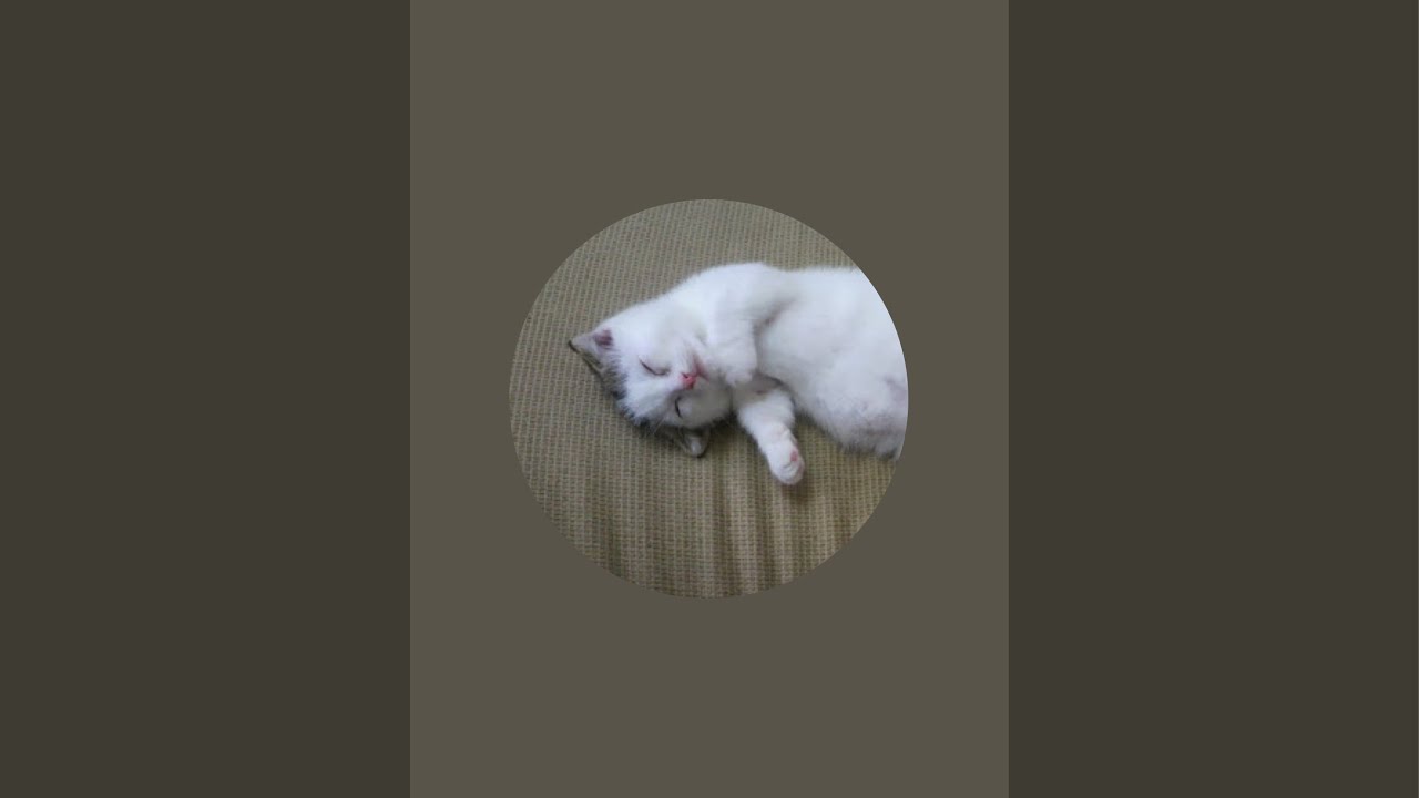猫マンチカンかいちゃんがライブ配信中！#ライブ配信 #live