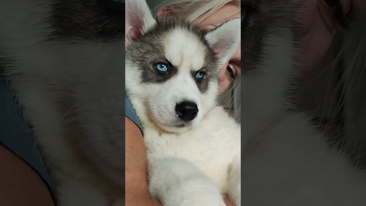 husky puppy