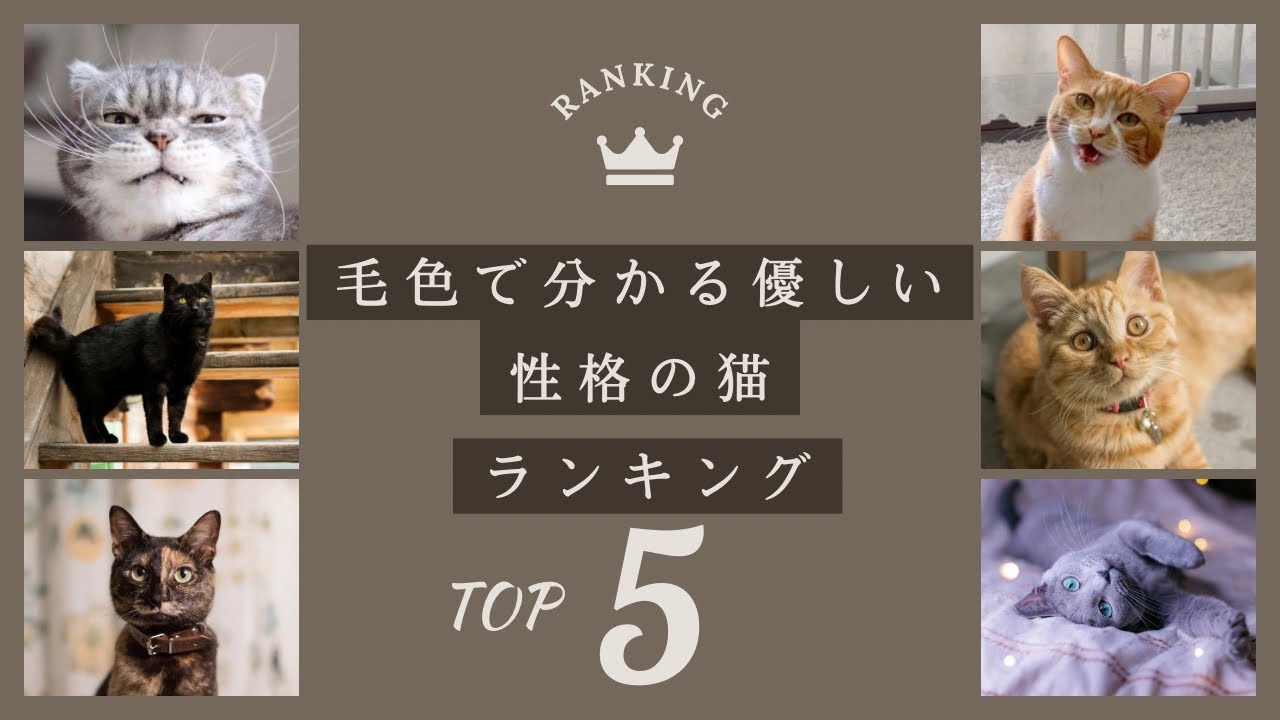 毛色で分かる！優しい性格の猫TOP5【ランキング】