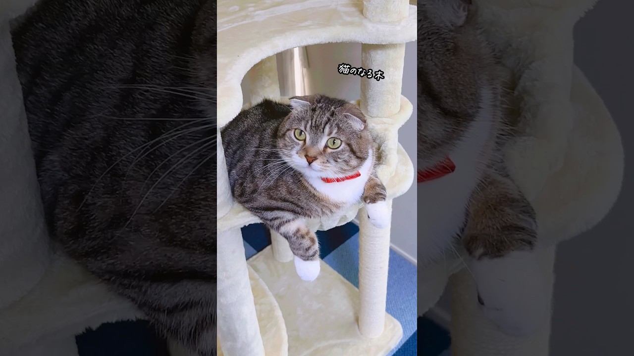 高級キャットタワーを衝動買いした飼い主の末路がコチラ🤣🤣🤣（Mauタワーコメット） #猫
