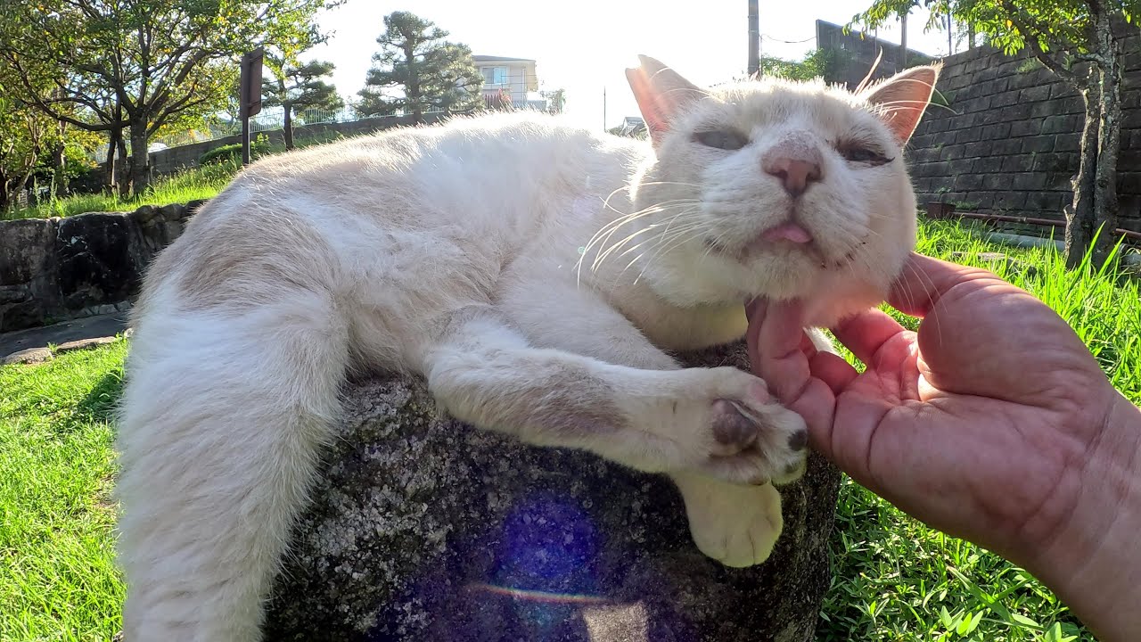 優しい顔をしたシャム猫ちゃんが岩の上に座ってモフられる