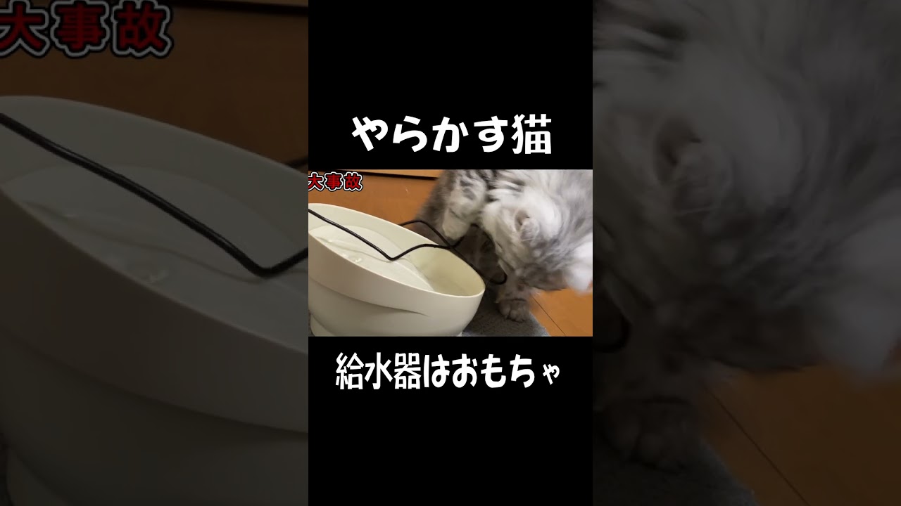 給水器はおもちゃと思っている子猫#shorts  #マンチカン#cat #ねこ