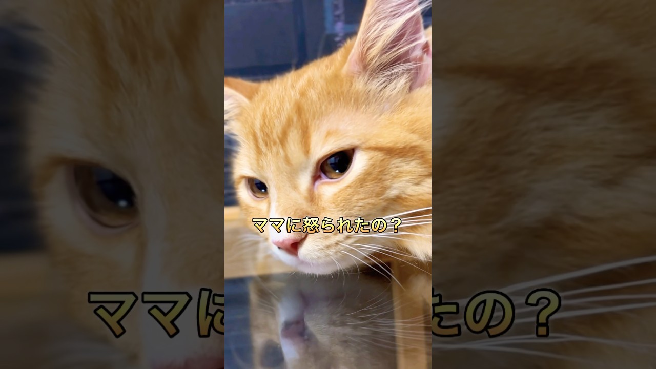 眠気と戦うヴェルくん #猫#cat#サイベリアン#Siberian#子猫#고양이#猫のいる生活
