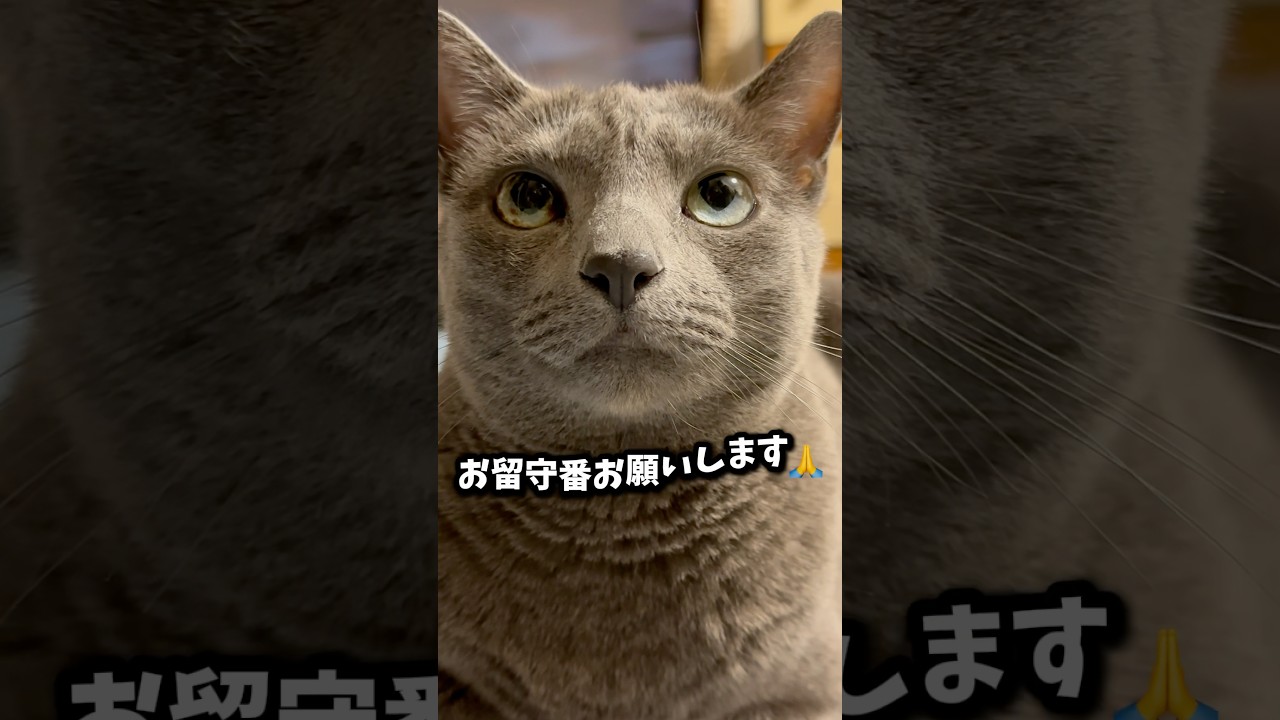 【ロシアンブルー】めろん3連休スタート🫡今日も穏やかに過ごせますように🍀【猫】#shorts