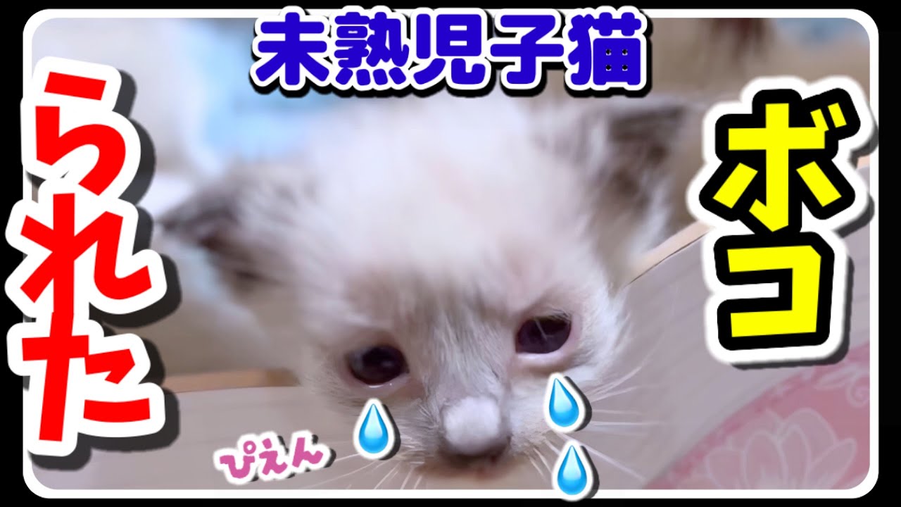 【生後34日目】大ピンチ‼️小さな未熟児子猫をいじめる大きなお姉ちゃん猫 #猫
