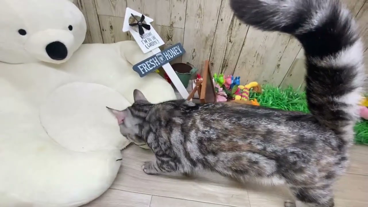 Coo&RIKU　No672576　アメリカンショートヘアー