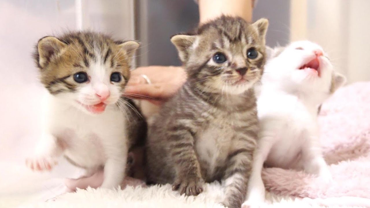 ３兄弟の子猫達が仲良く並んでミルクのおねだり【赤ちゃん猫　保護猫】