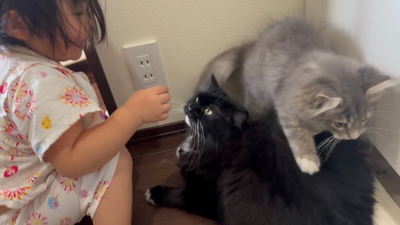 子猫子供から熱烈な愛情表現をされる猫　ラガマフィンcat receiving passionate expressions of affection from kittens and children