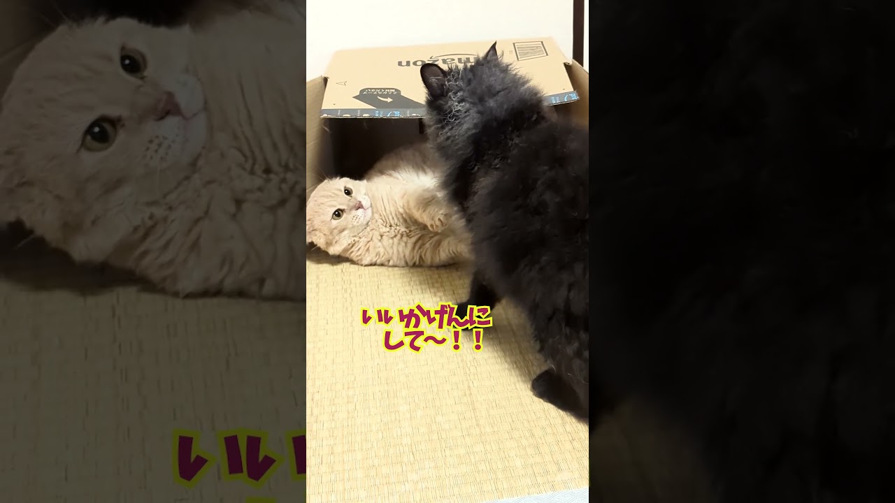 【ぽっちゃん家】けんか勃発！vol.61  #猫 #cat #animals #shorts