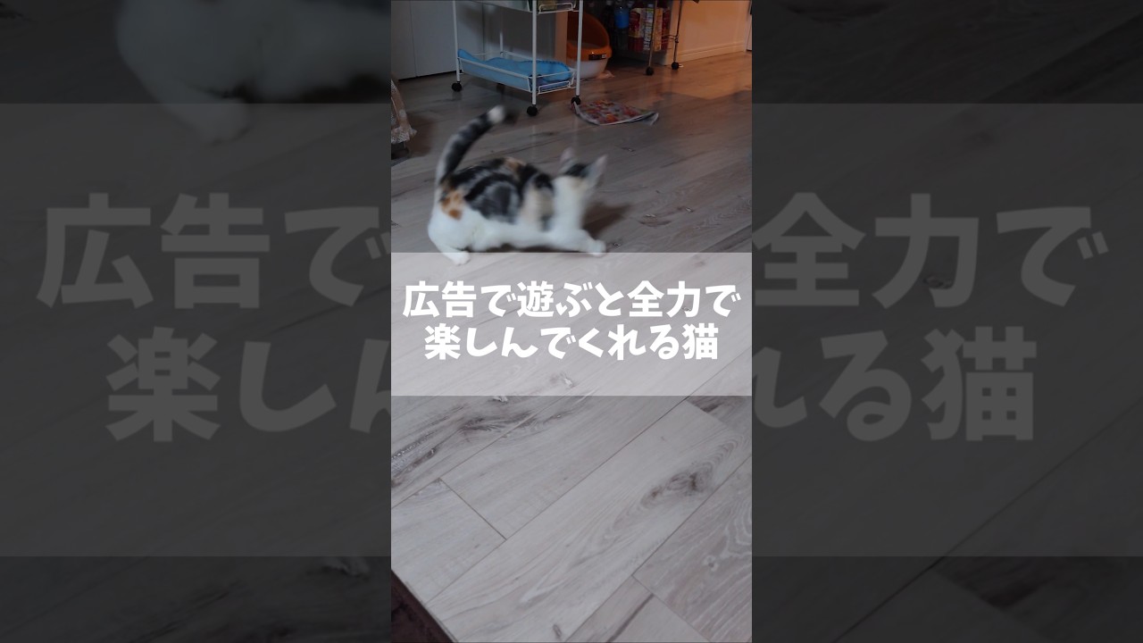広告で遊ぶと全力で楽しんてくれる猫 #cat #猫 #猫と遊ぶ #猫のいる暮らし #shorts